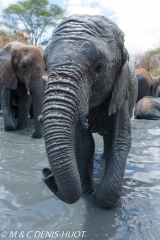 orphelinat des éléphants / elephant orphanage