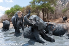 orphelinat des éléphants / elephant orphanage