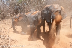 orphelinat des éléphants / elephant orphanage