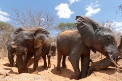 orphelinat des éléphants / elephant orphanage