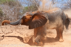 orphelinat des éléphants / elephant orphanage