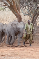 orphelinat des éléphants / elephant orphanage