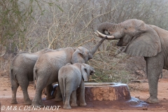 orphelinat des éléphants / elephant orphanage