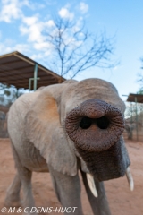 orphelinat des éléphants / elephant orphanage