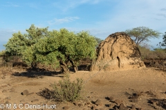 Magadi, termite hill