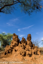 termitière / termite hill