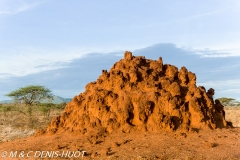 termitière / termite hill