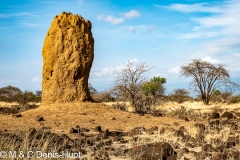 termitière / termite hill