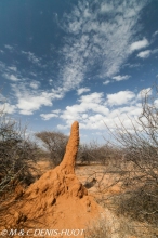 termitière / termite hill