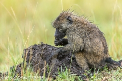 Babouin doguera / Olive baboon