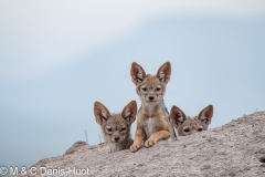 black-backed jackal