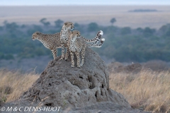 guepard / cheetah