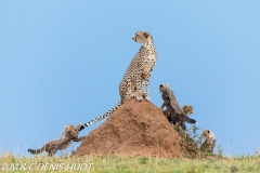 guepard / cheetah