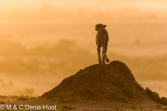 Kenya, réserve de Masai-Mara, guepard (Acinonyx jubatus), femelle sur une termitiere // Kenya, Masai-Mara game reserve, cheetah (Acinonyx jubatus), female on a termite hill