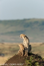 guepard / cheetah