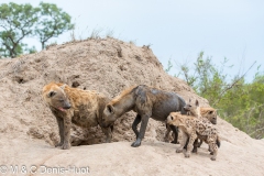 hyène tachetée / spotted hyena