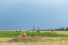 lion et buffle / lion and buffalo