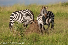 zèbre de Grant / Grant's zebra