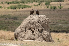 vautour charognard / hooded vulture
