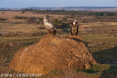 vautour de Ruppell / Rueppell's Griffon