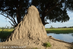 termitière / termite hill