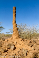 termitière / termite hill