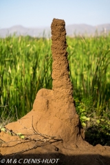 termitière / termite hill