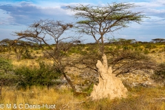 reserve de Shaba / Shaba game reserve