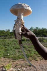 champignon / mushroom