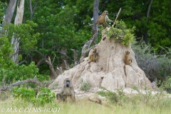 Babouin chacma / Chacma baboon