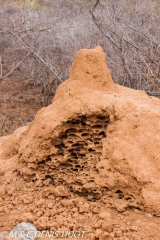 termitière / termite hill