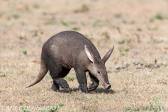 oryctérope / aardvark