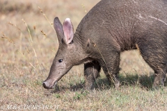 oryctérope / aardvark