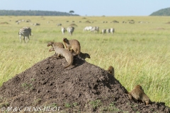 mangue rayée / Banded mongoose