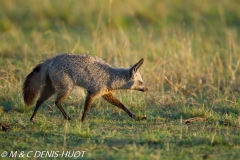 otocyon / bat-eared fox