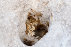 termite