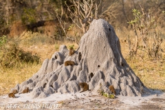 mangouste naine / dwarf mongoose