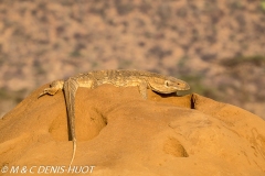 varan des savanes / monitor lizard