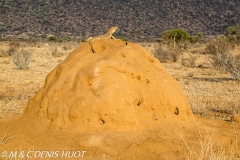 varan des savanes / monitor lizard