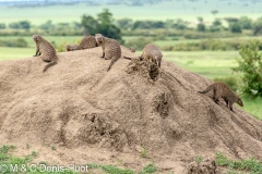 banded mongoose