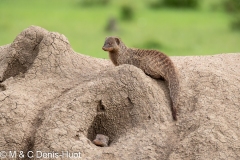 Banded mongoose