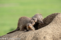 banded mongoose