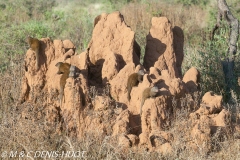 mangouste naine / dwarf mongoose