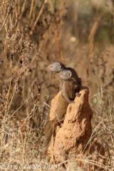 mangouste naine / dwarf mongoose