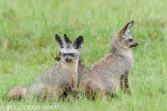 otocyon / bat-eared fox