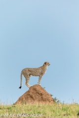 guepard / cheetah