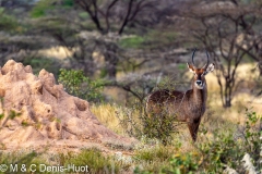 cobe defassa / waterbuck