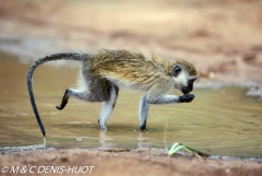 singe vert  / vervet monkey