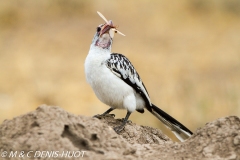 calao à bec rouge / red-billed hornbill