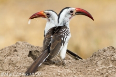 calao à bec rouge / red-billed hornbill